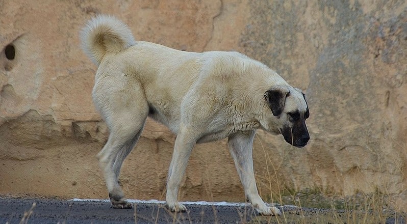 Kangal Hund