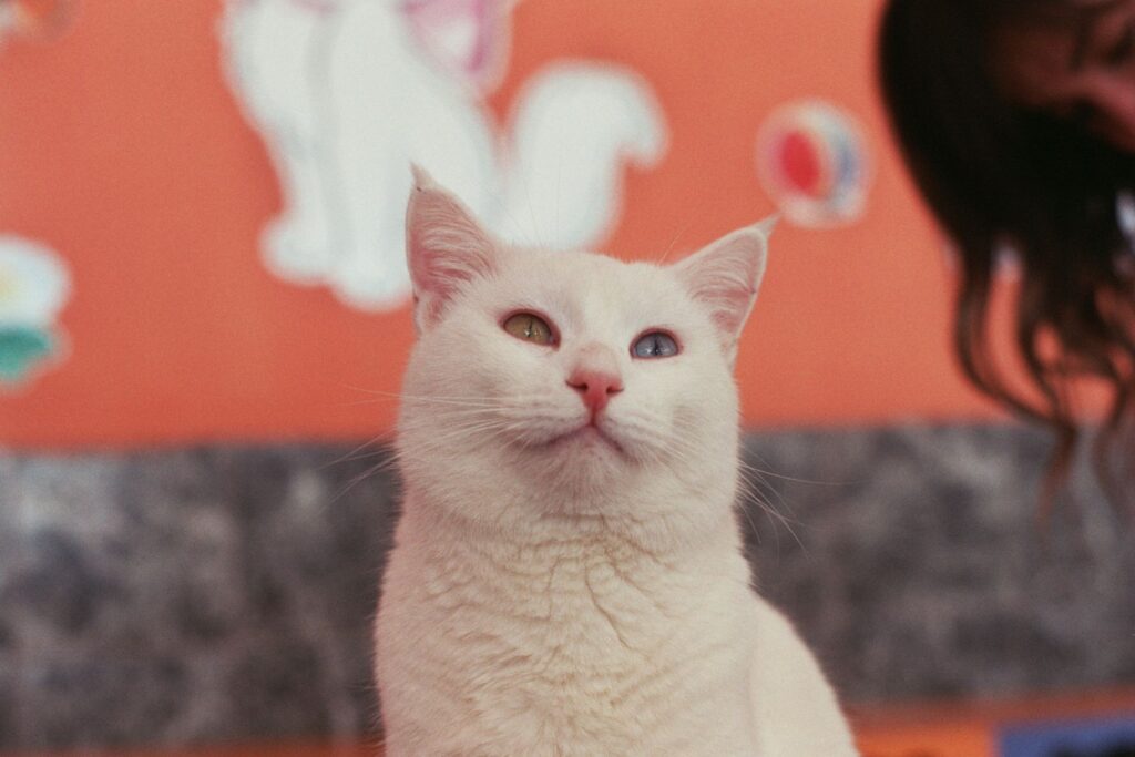 Türkisch Van Katze mit verschiedenfarbigen Augen
